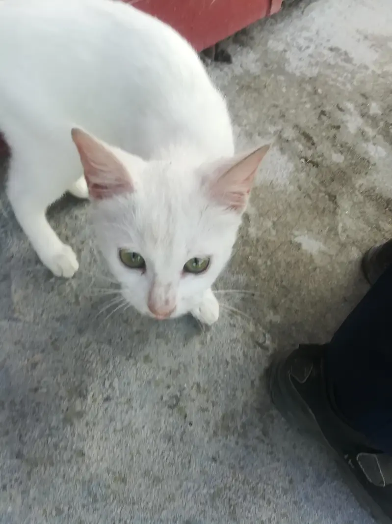 White persian cat — photo 4