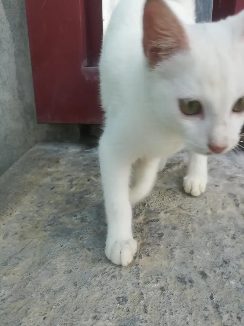 White persian cat — photo 5