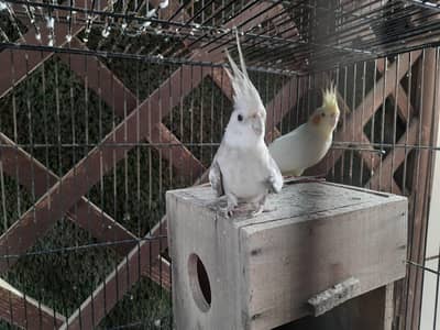 cocteil and love bird pairs with cage