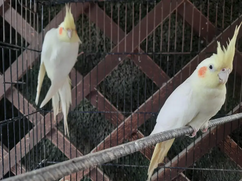 cocteil and love bird pairs with cage — photo 2
