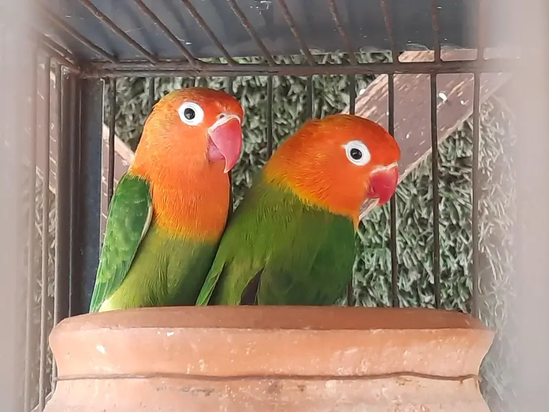 cocteil and love bird pairs with cage — photo 3