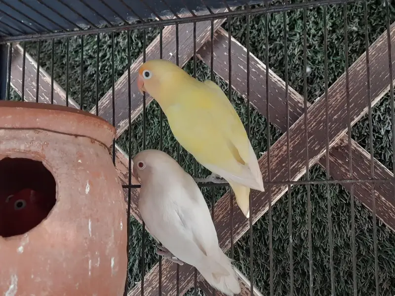 cocteil and love bird pairs with cage — photo 4