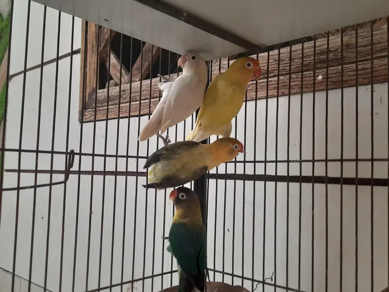 cocteil and love bird pairs with cage — photo 5