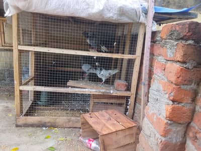 3 pairs pigeons