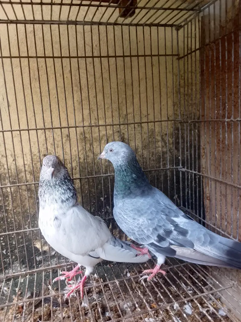 3 pairs pigeons — photo 2