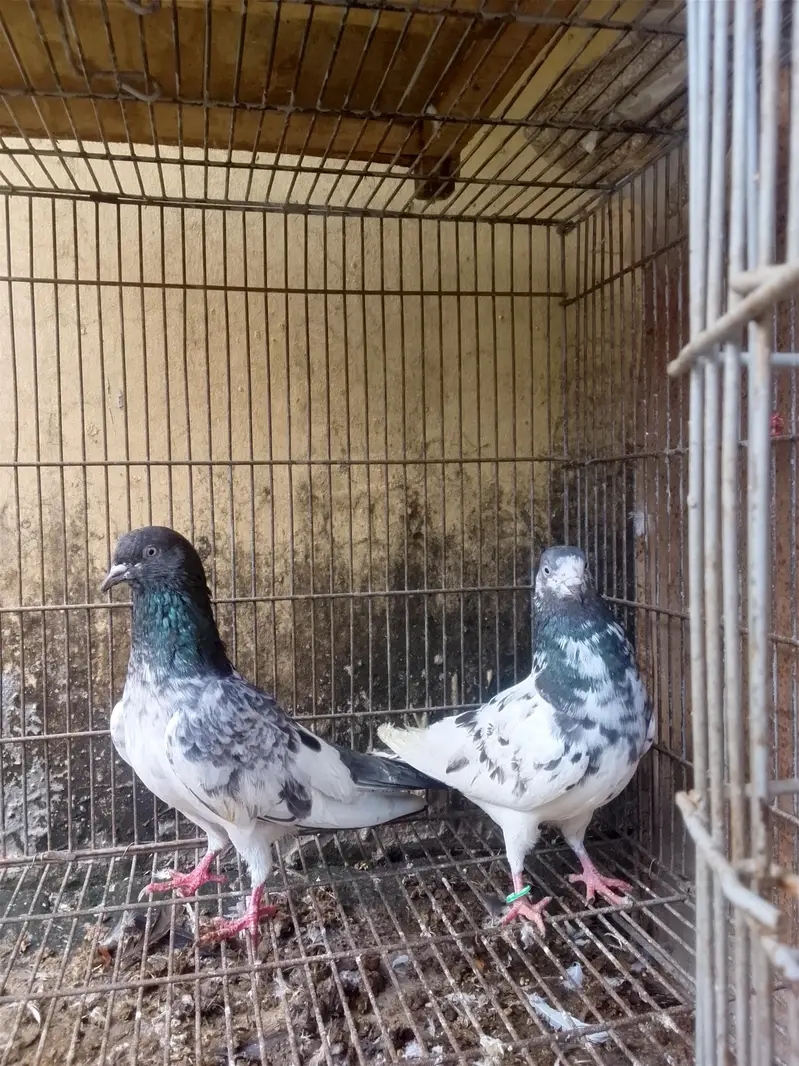 3 pairs pigeons — photo 4