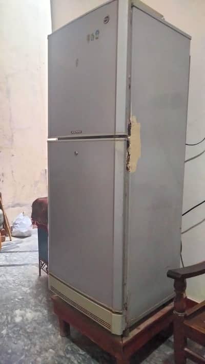 pel frij for sell in sillanwali