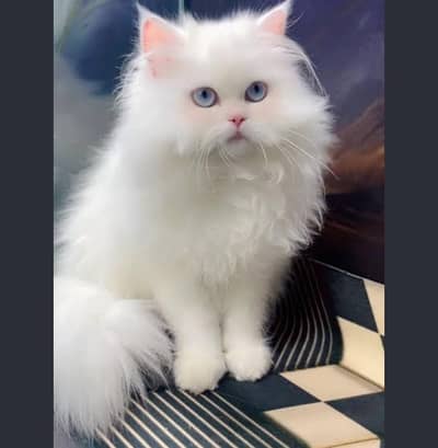catssale