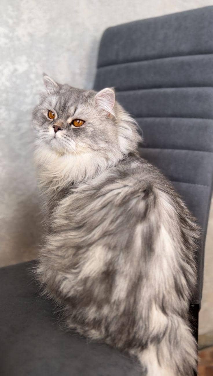 catssale 1