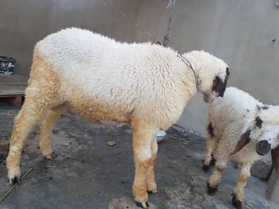 Dumba For sell urgent