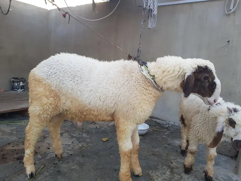 Dumba For sell urgent — photo 2