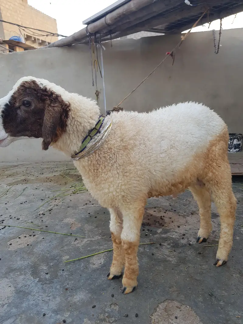 Dumba For sell urgent — photo 3