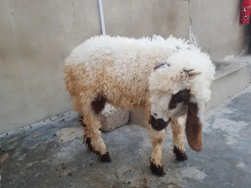 Dumba For sell urgent — photo 4