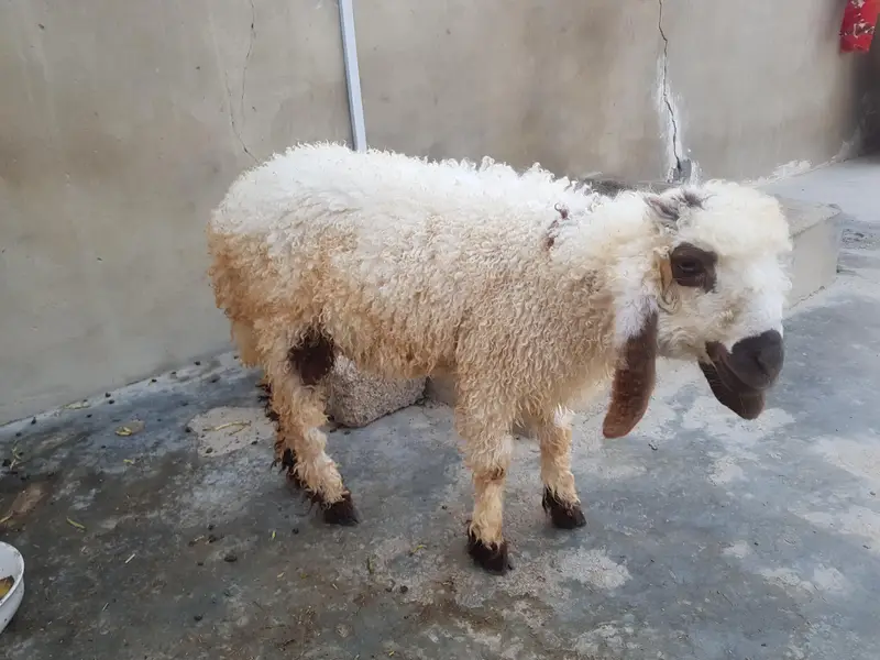 Dumba For sell urgent — photo 5