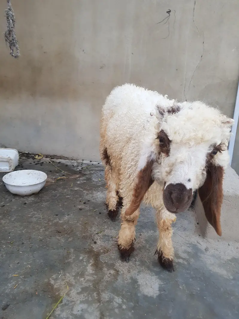 Dumba For sell urgent — photo 6