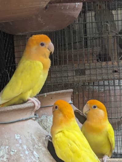Orange wood breeding pair