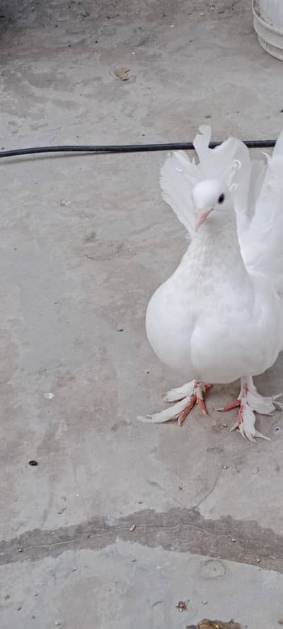 lucky breader pair with one chiks
