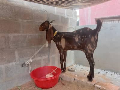 kamori cross female