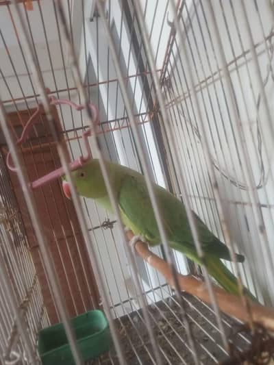 arjntly for sale