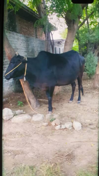 Cow for sale