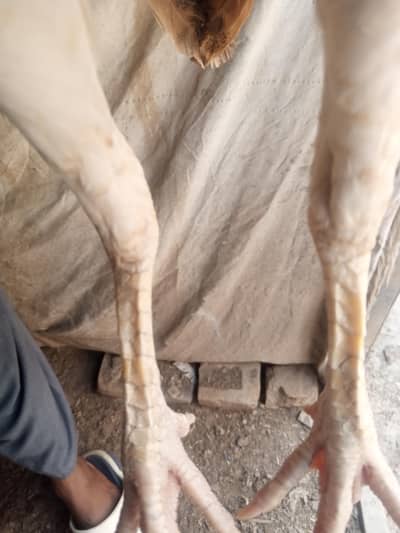peeli maadi for sale