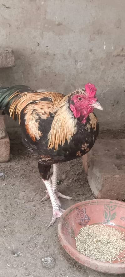 mianwali aseel for sale