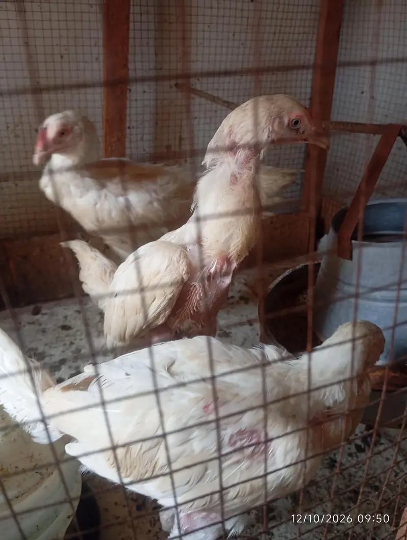 Heera Aseel Chicks | Chicks | Blue Eye — photo 2