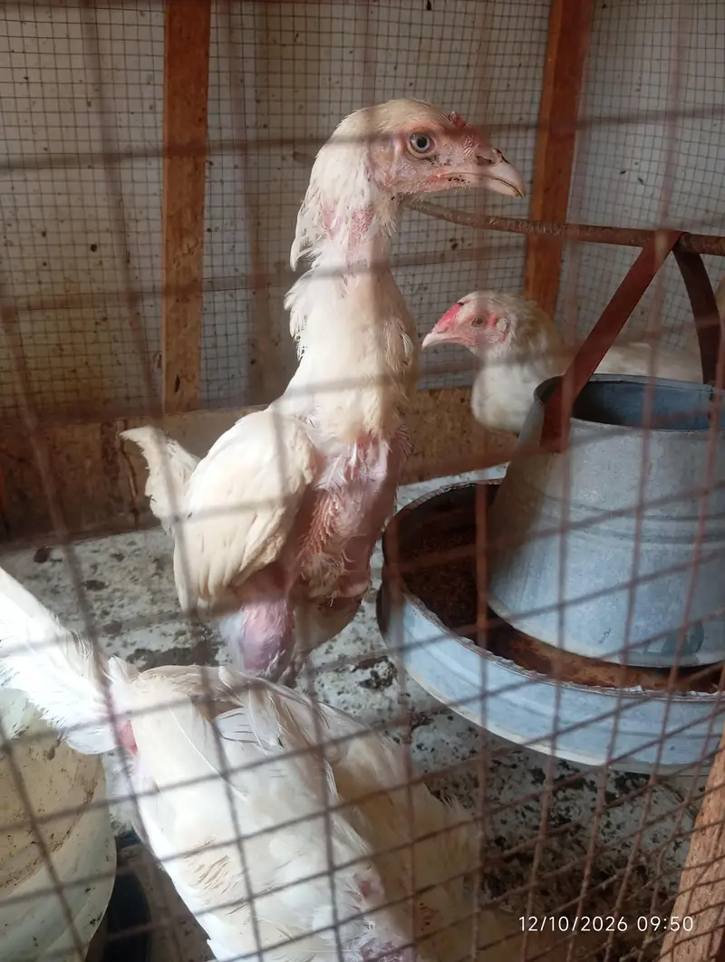 Heera Aseel Chicks | Chicks | Blue Eye — photo 3