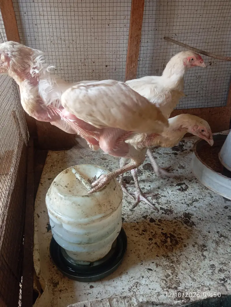 Heera Aseel Chicks | Chicks | Blue Eye — photo 4