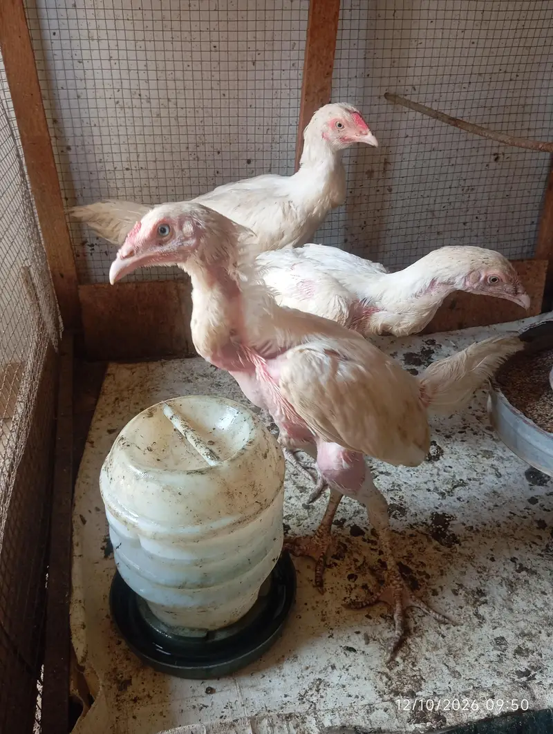 Heera Aseel Chicks | Chicks | Blue Eye — photo 5