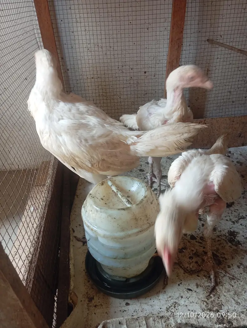 Heera Aseel Chicks | Chicks | Blue Eye — photo 6