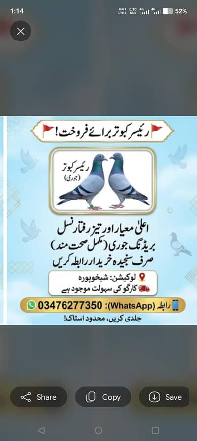 kurak murgi for sale