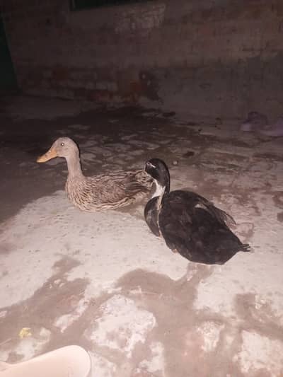 duck pair