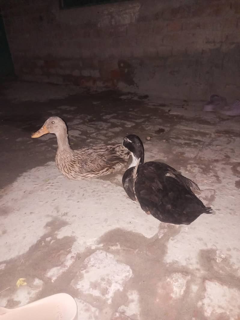 duck pair 0