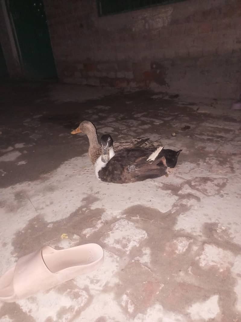 duck pair 1