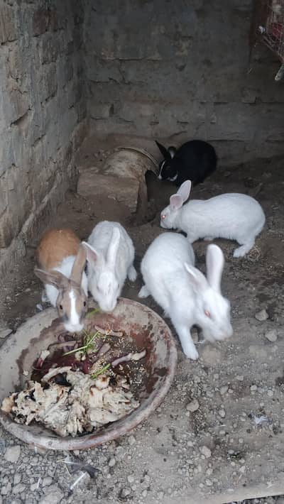 red eyes rabbit