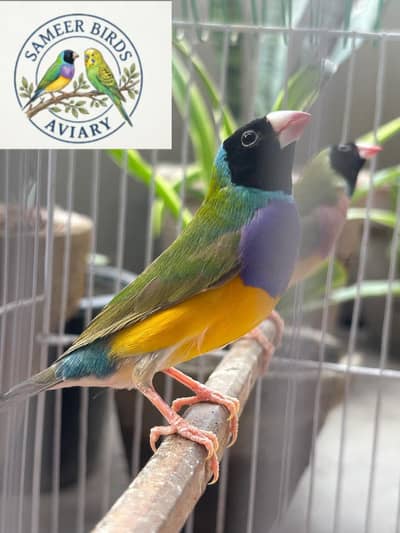 Common Gouldian/Lutino Gouldian Finches