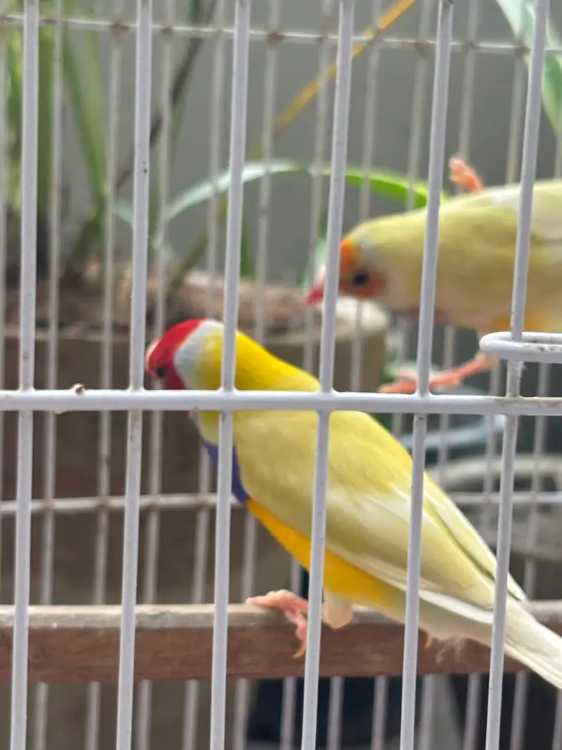 Common Gouldian/Lutino Gouldian Finches — photo 2