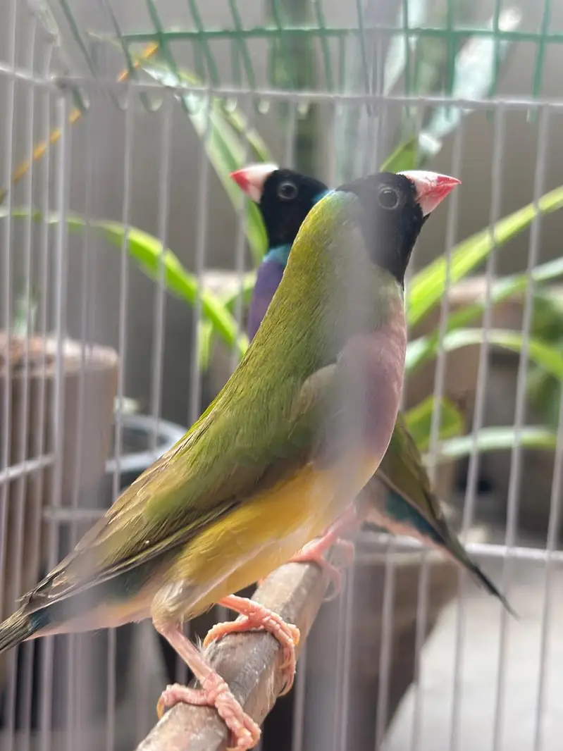 Common Gouldian/Lutino Gouldian Finches — photo 3