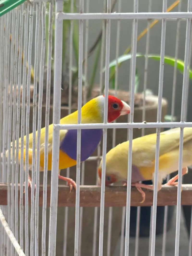 Common Gouldian/Lutino Gouldian Finches — photo 4