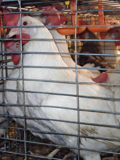 white layer top quality novagen breed