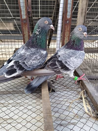 for sale kabutar