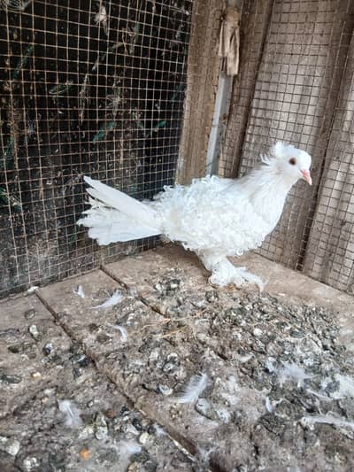 frill breeder male only