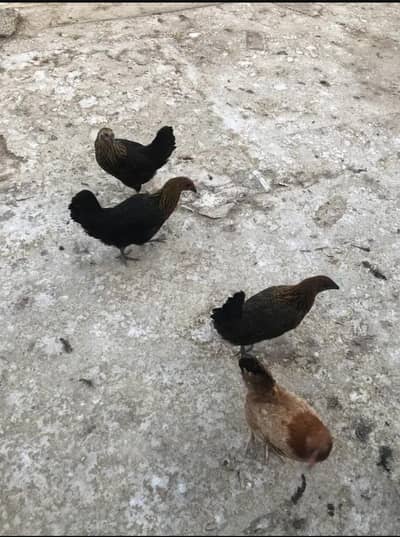 1 murga 5 murgian hn urgent sale