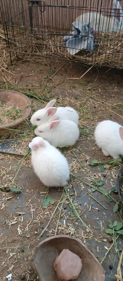 newzland white bunnies