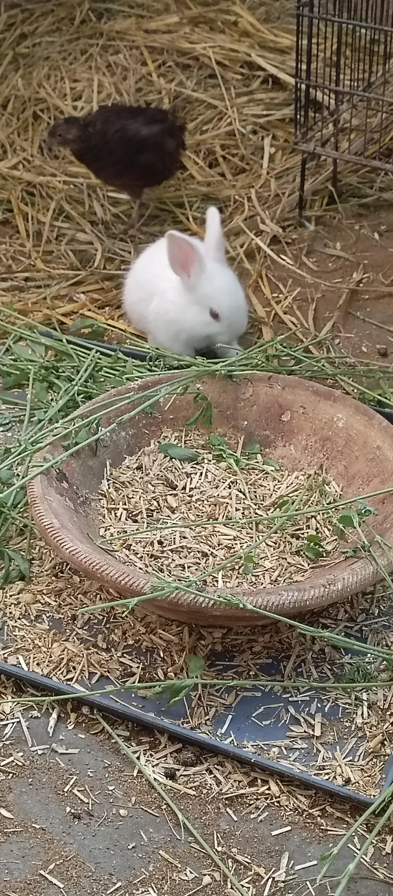 newzland white bunnies — photo 2