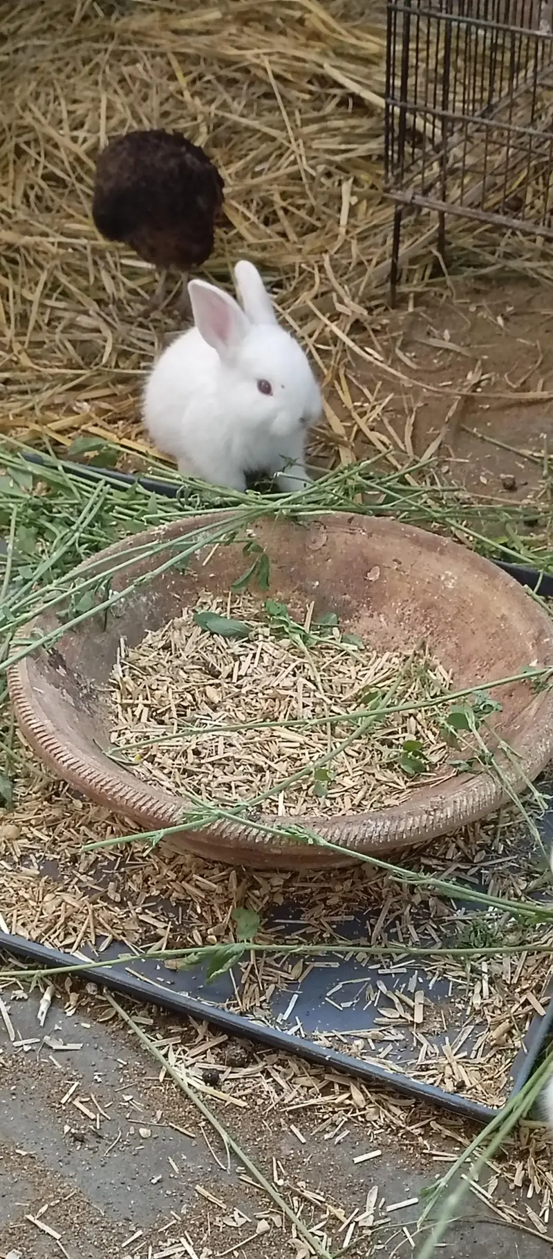 newzland white bunnies — photo 3