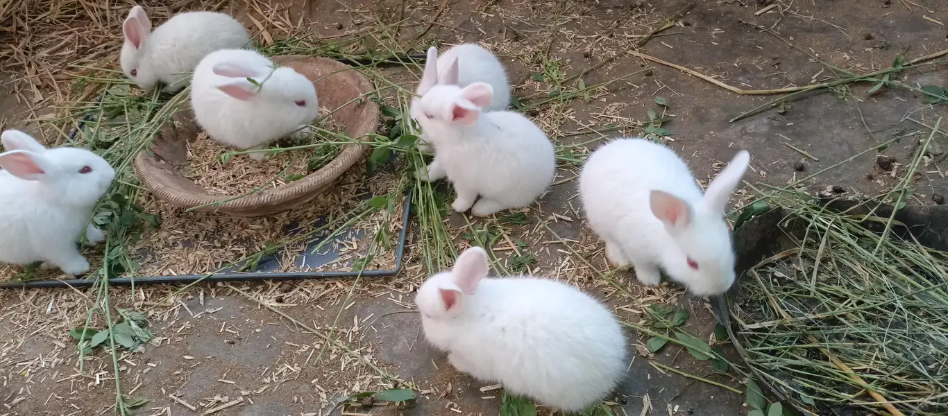 newzland white bunnies — photo 4