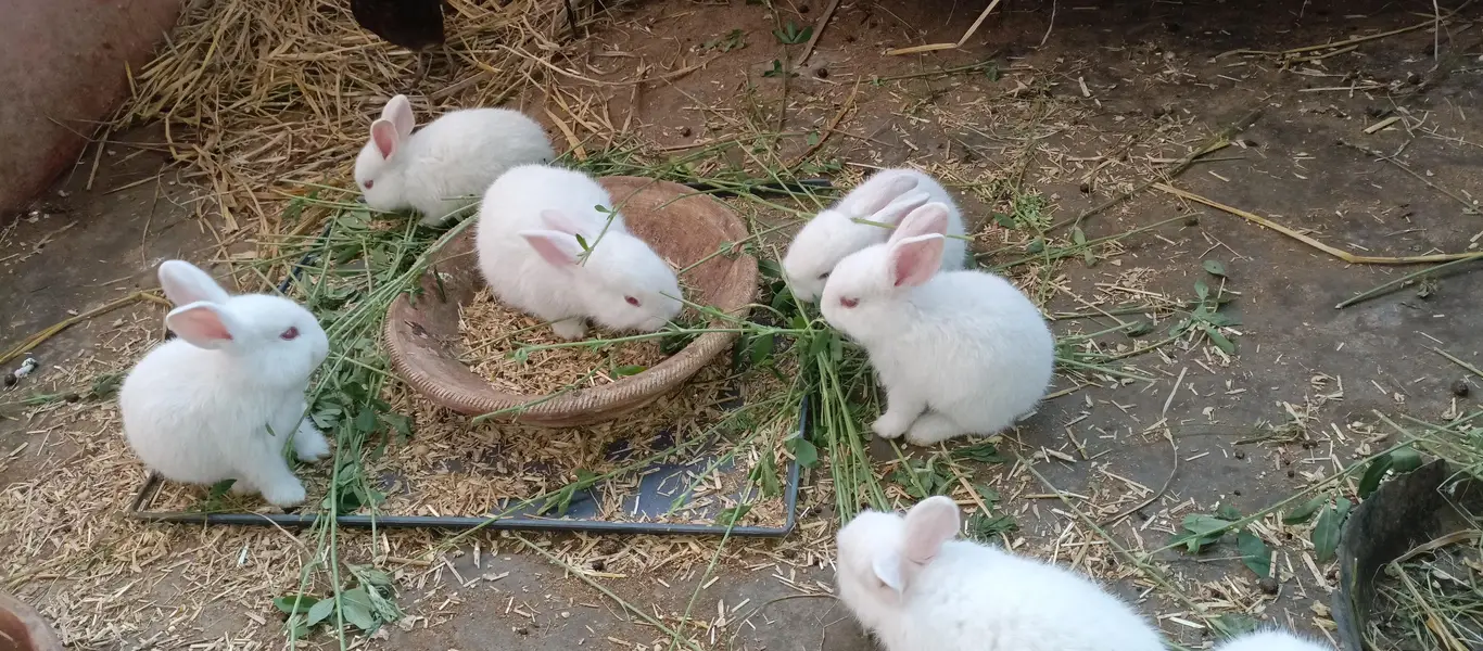 newzland white bunnies — photo 5