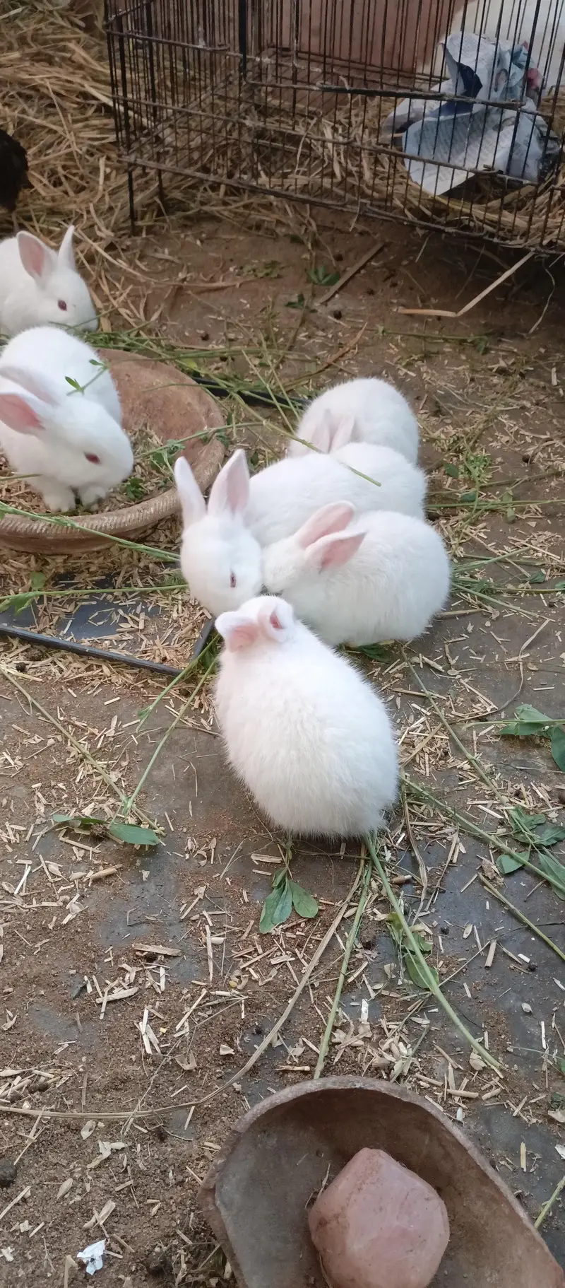 newzland white bunnies — photo 6